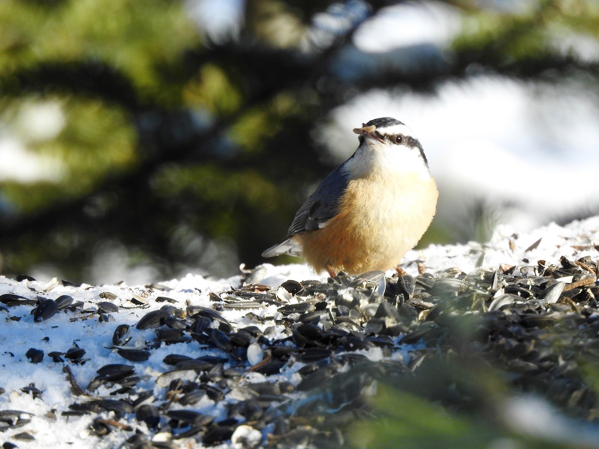 Red-breasted Nuthatch - ML614412923