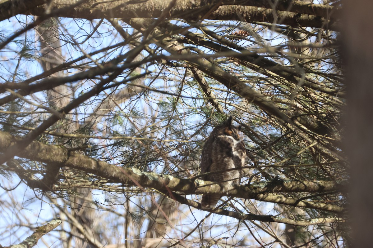 Great Horned Owl - ML614412986