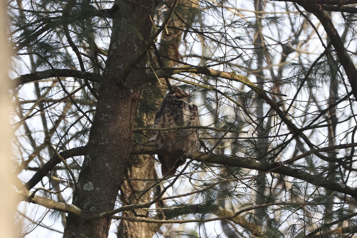 Great Horned Owl - ML614412987
