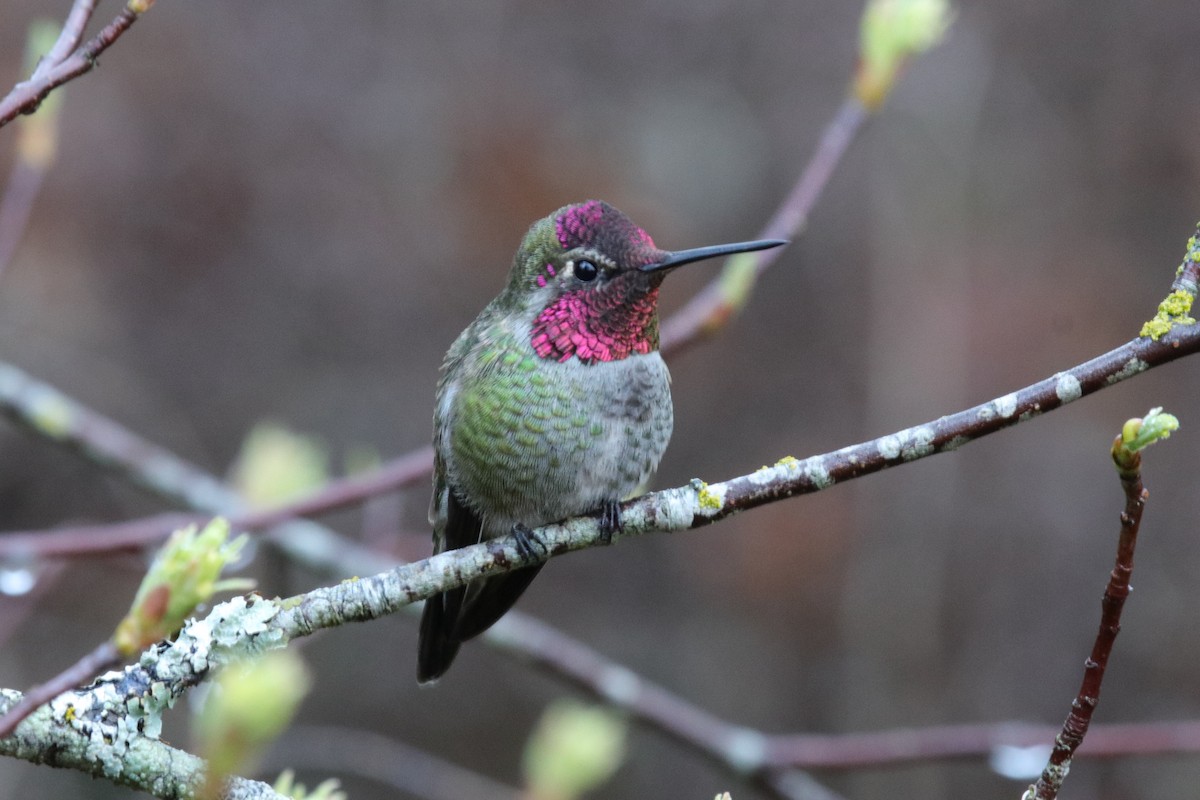 Anna's Hummingbird - Mark Byrne