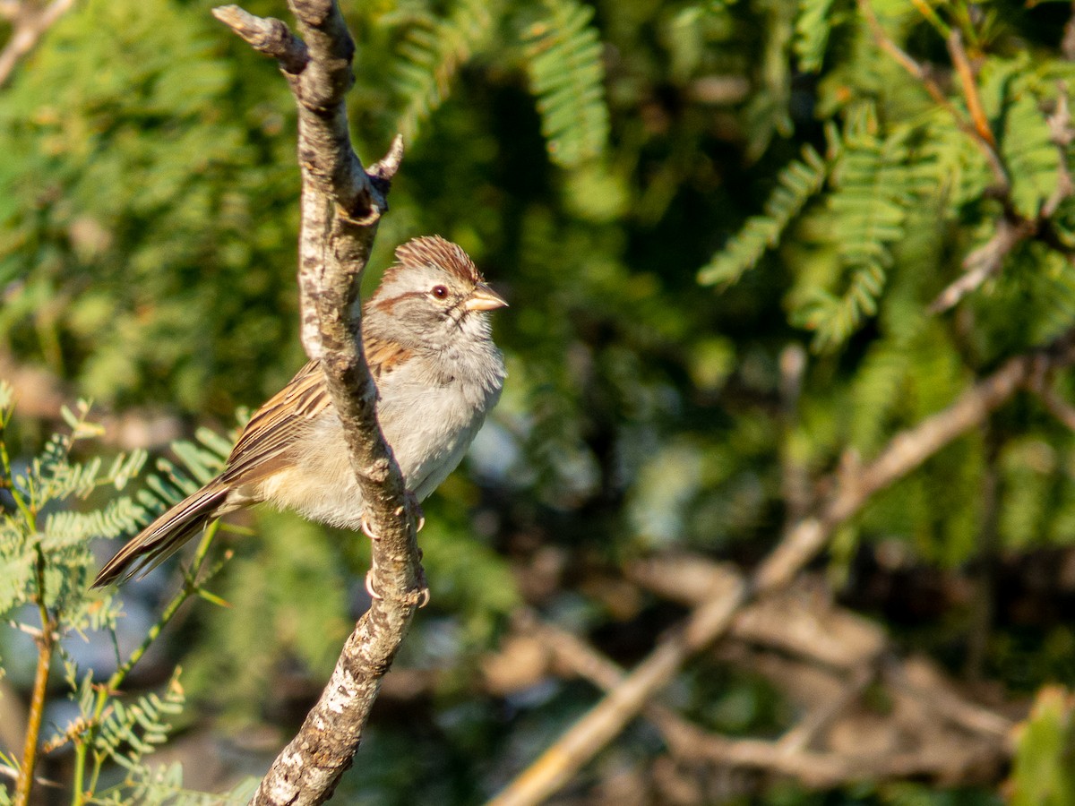 Rufous-winged Sparrow - ML614413210