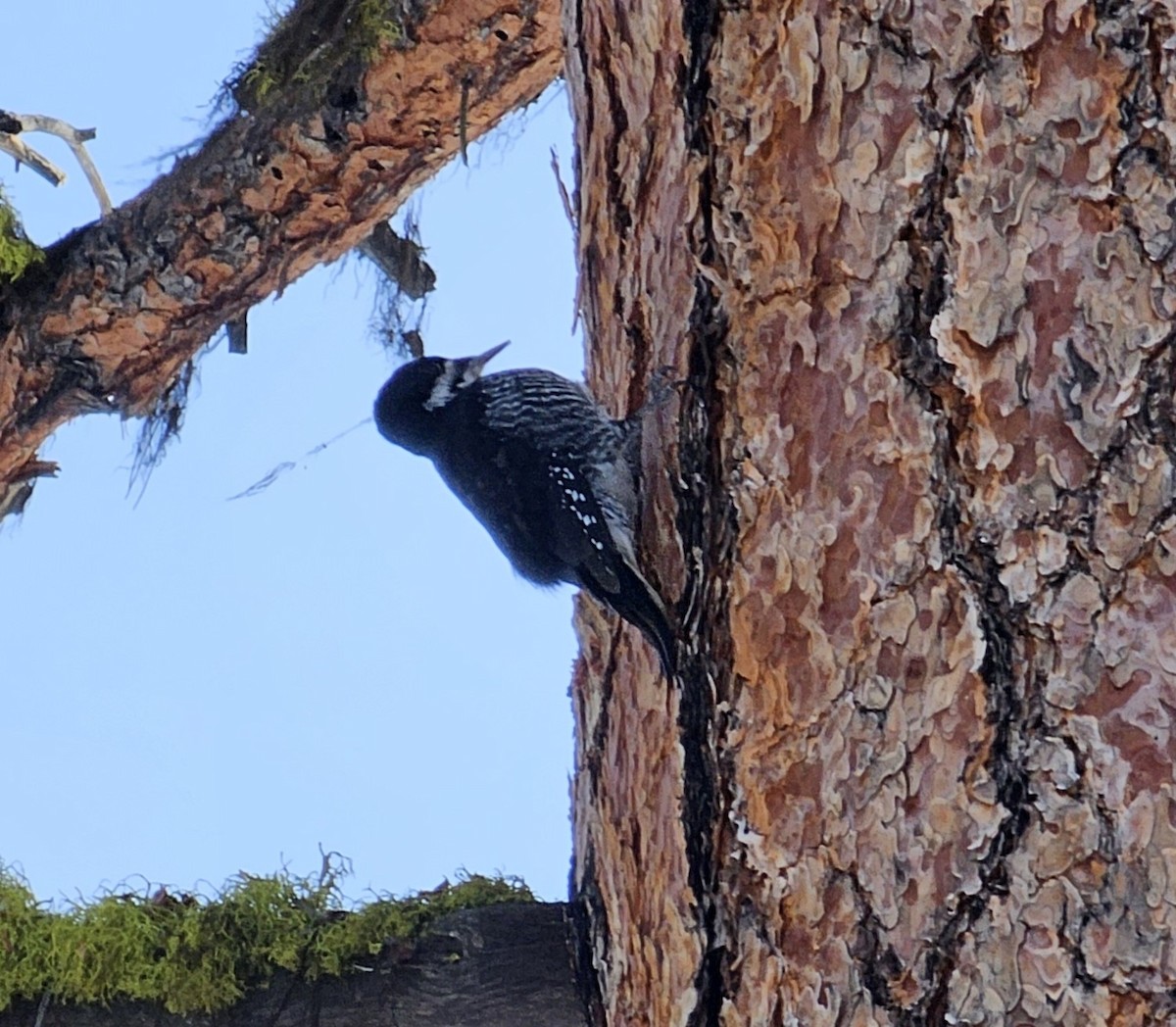 Black-backed Woodpecker - ML614413211