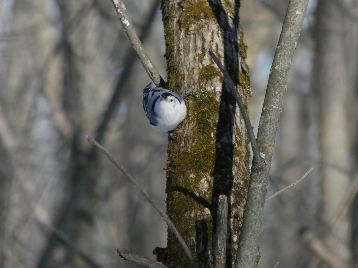 White-breasted Nuthatch - ML614413291