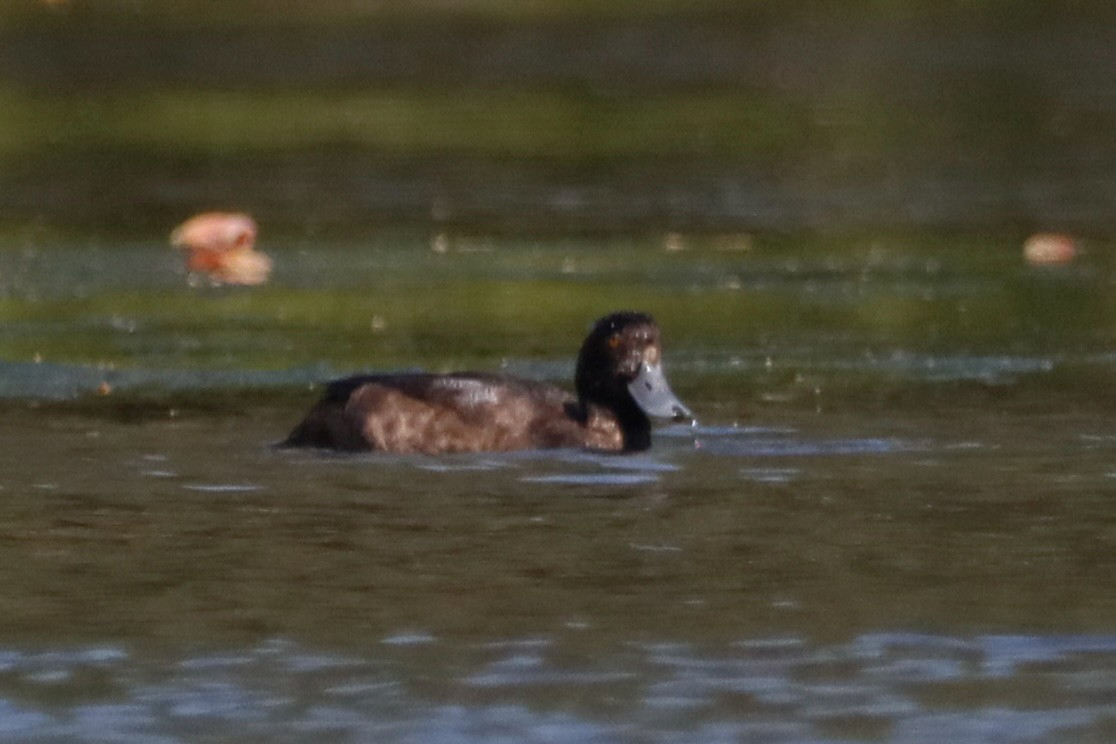 Greater Scaup - ML614413592