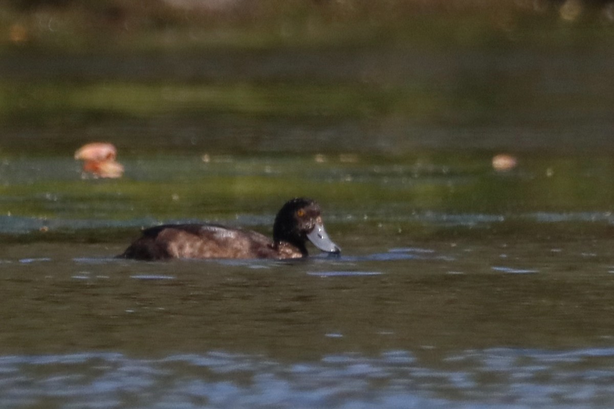 Greater Scaup - ML614413593