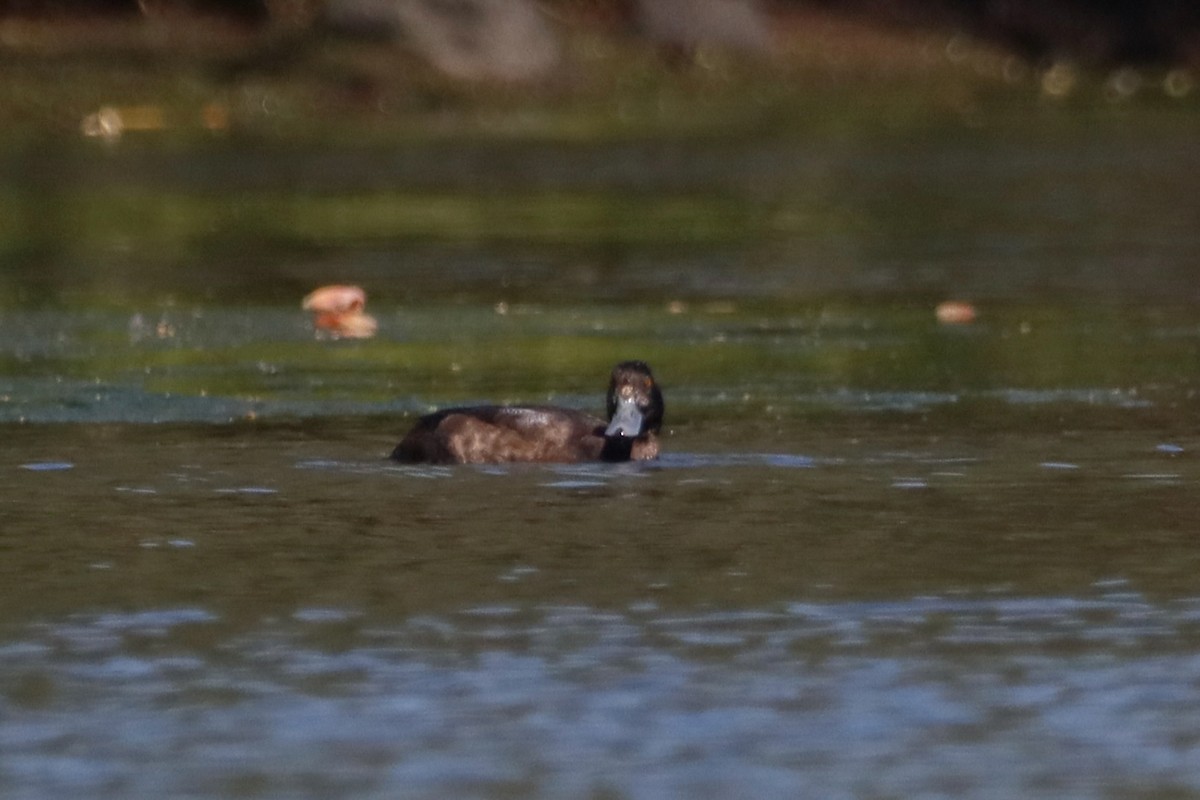 Greater Scaup - ML614413594