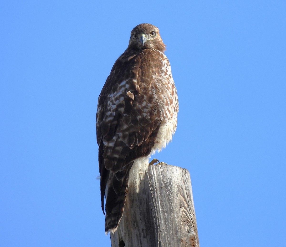 Red-tailed Hawk - ML614413699