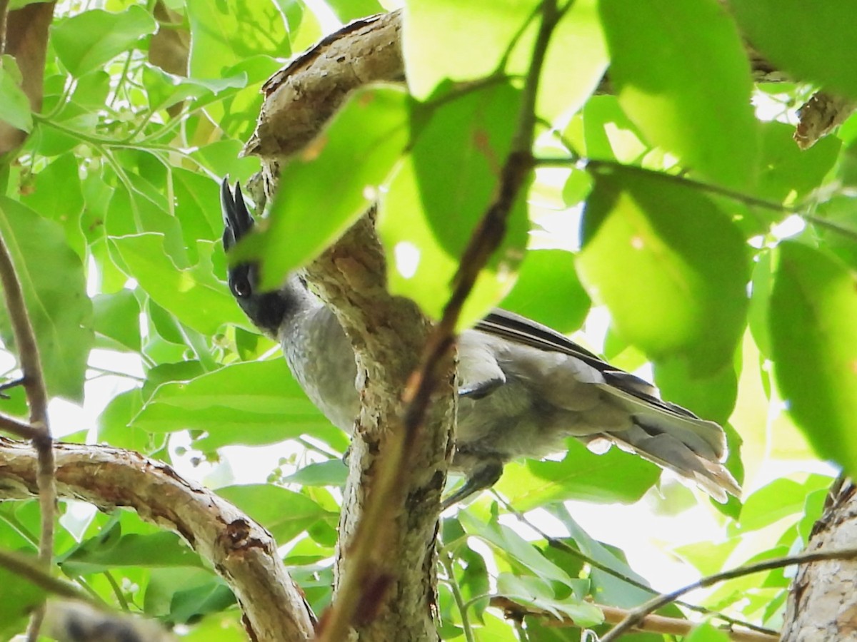Helmeted Friarbird (Hornbill) - ML614413788