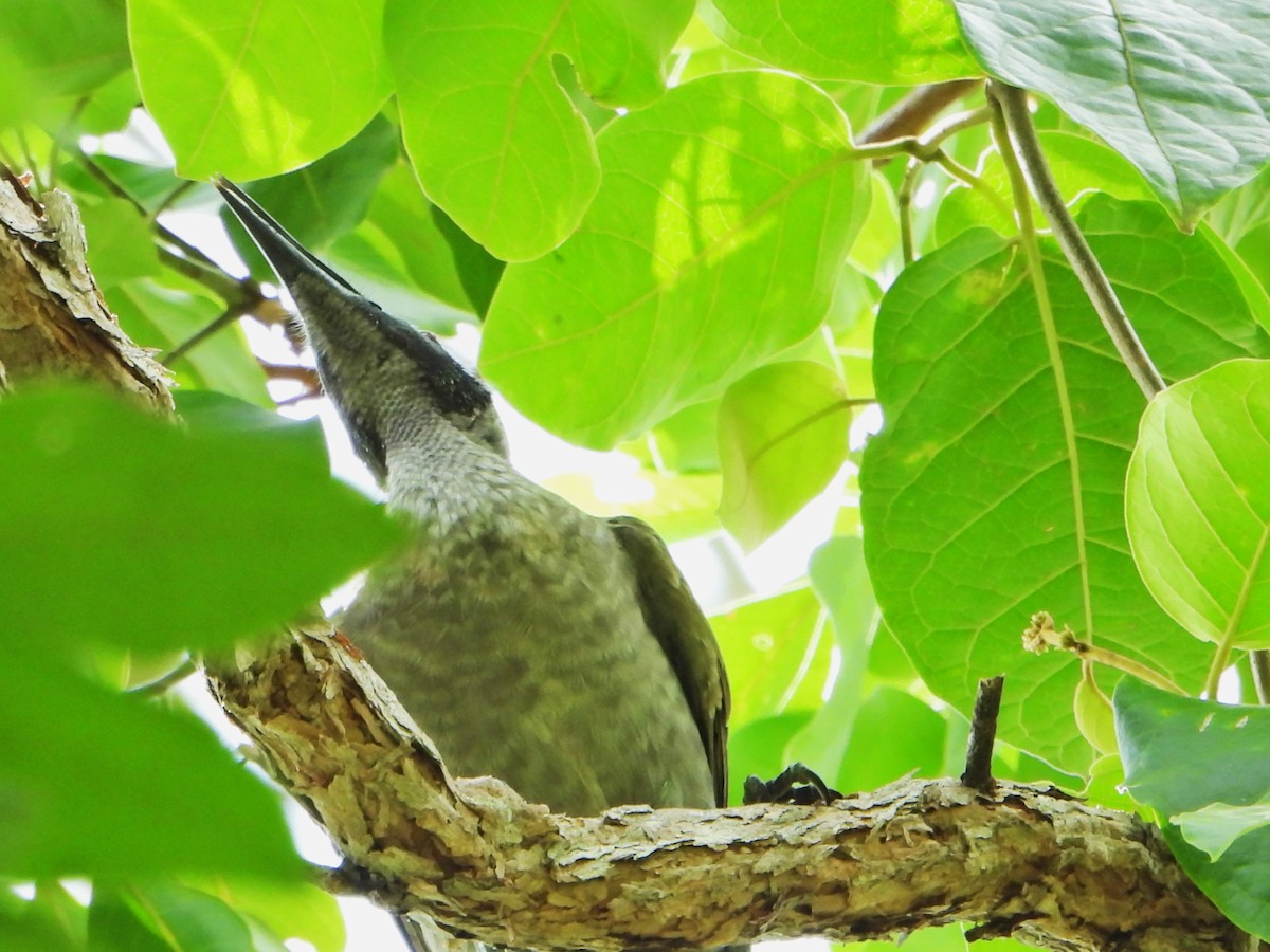 Helmeted Friarbird (Hornbill) - ML614413789