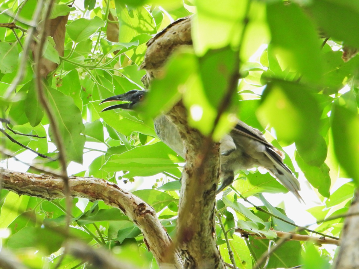 Helmeted Friarbird (Hornbill) - ML614413790