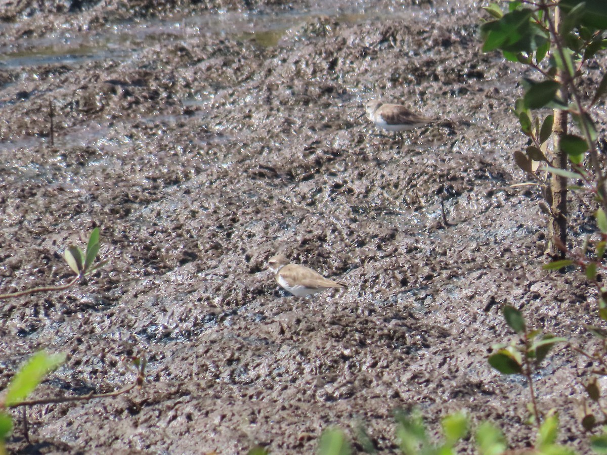 Semipalmated Plover - ML614413908