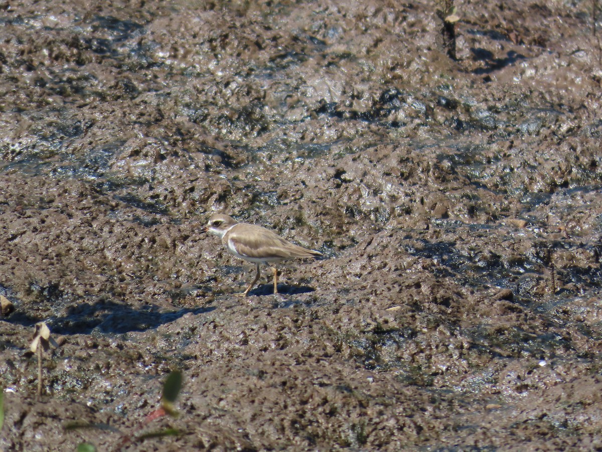 Semipalmated Plover - ML614413910