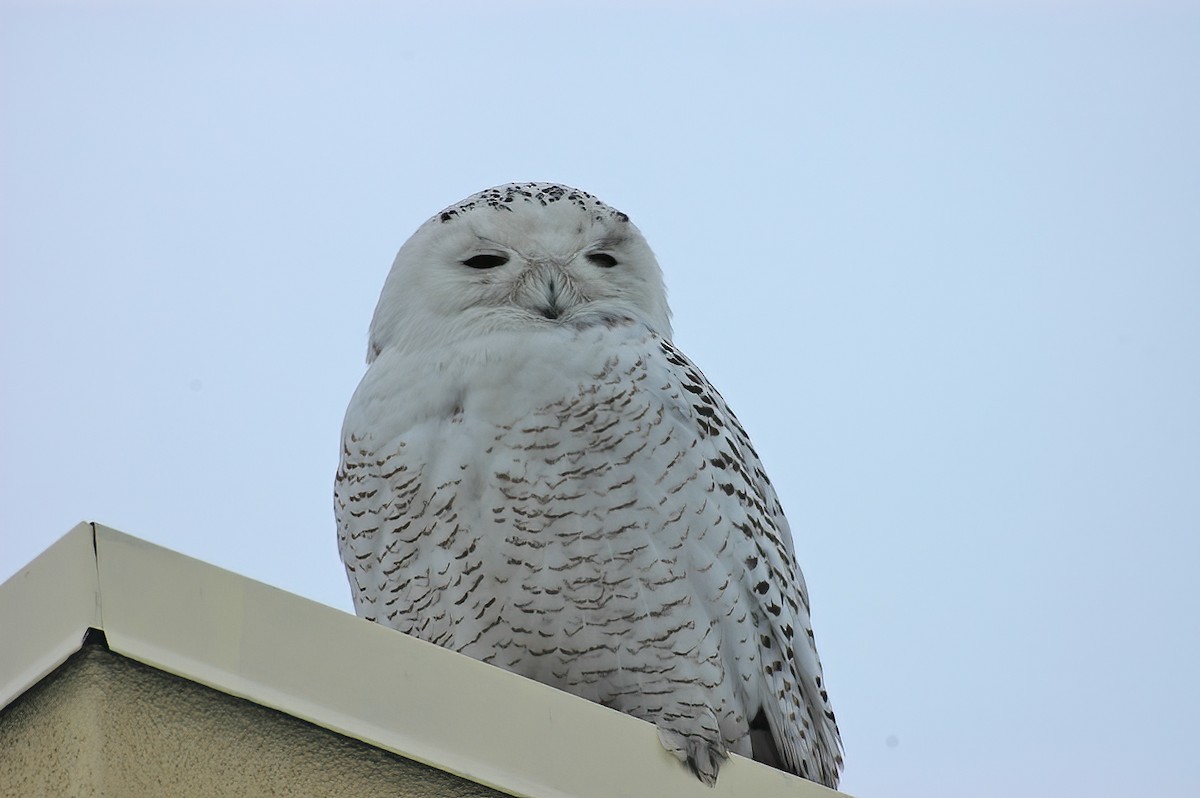 Snowy Owl - ML614413928