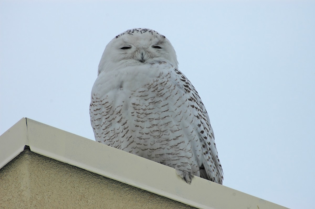 Snowy Owl - ML614413929
