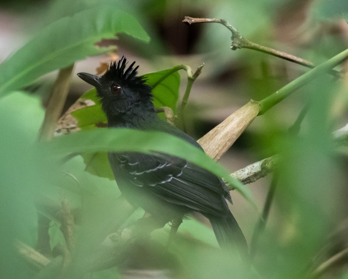 Black-headed Antbird (Hellmayr's) - ML614414274