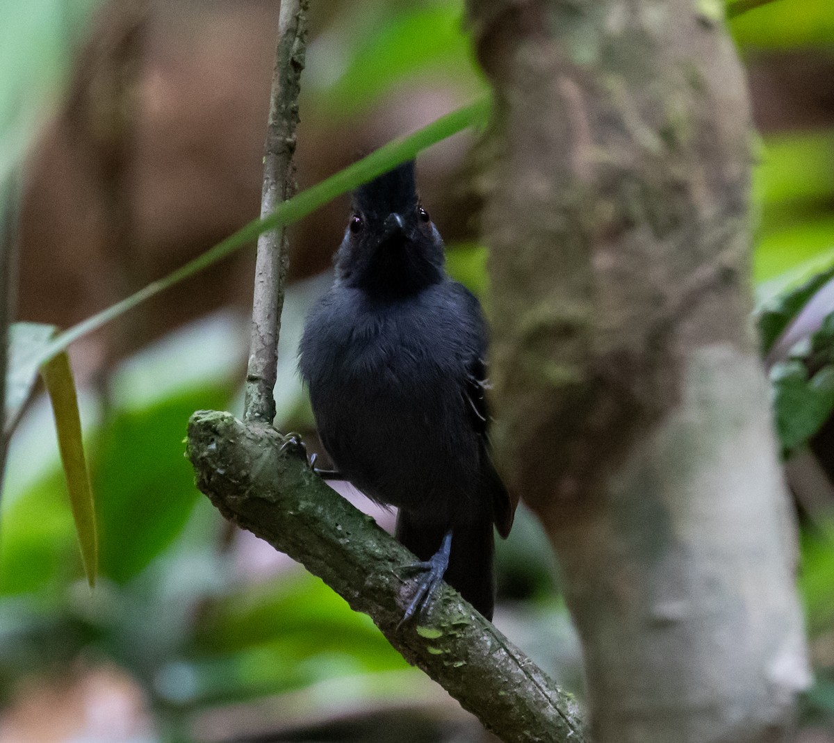 Black-headed Antbird (Hellmayr's) - ML614414276
