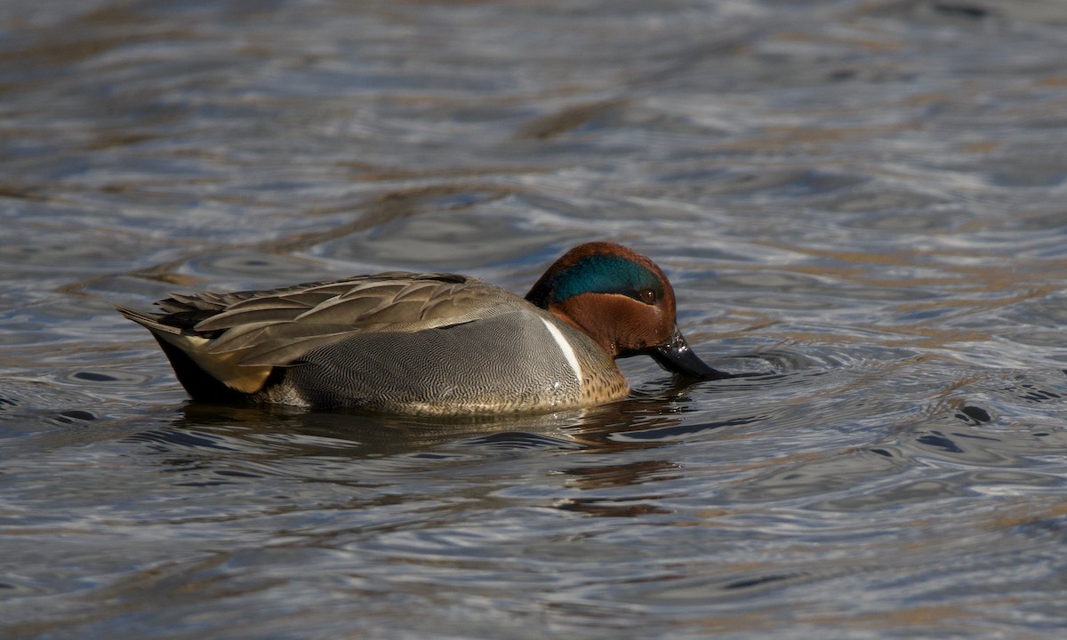 Green-winged Teal - ML614414288