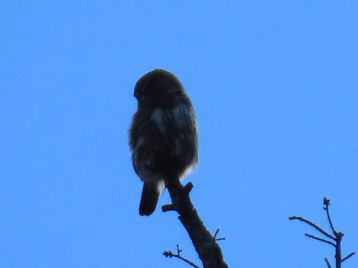 Northern Pygmy-Owl - ML614414348