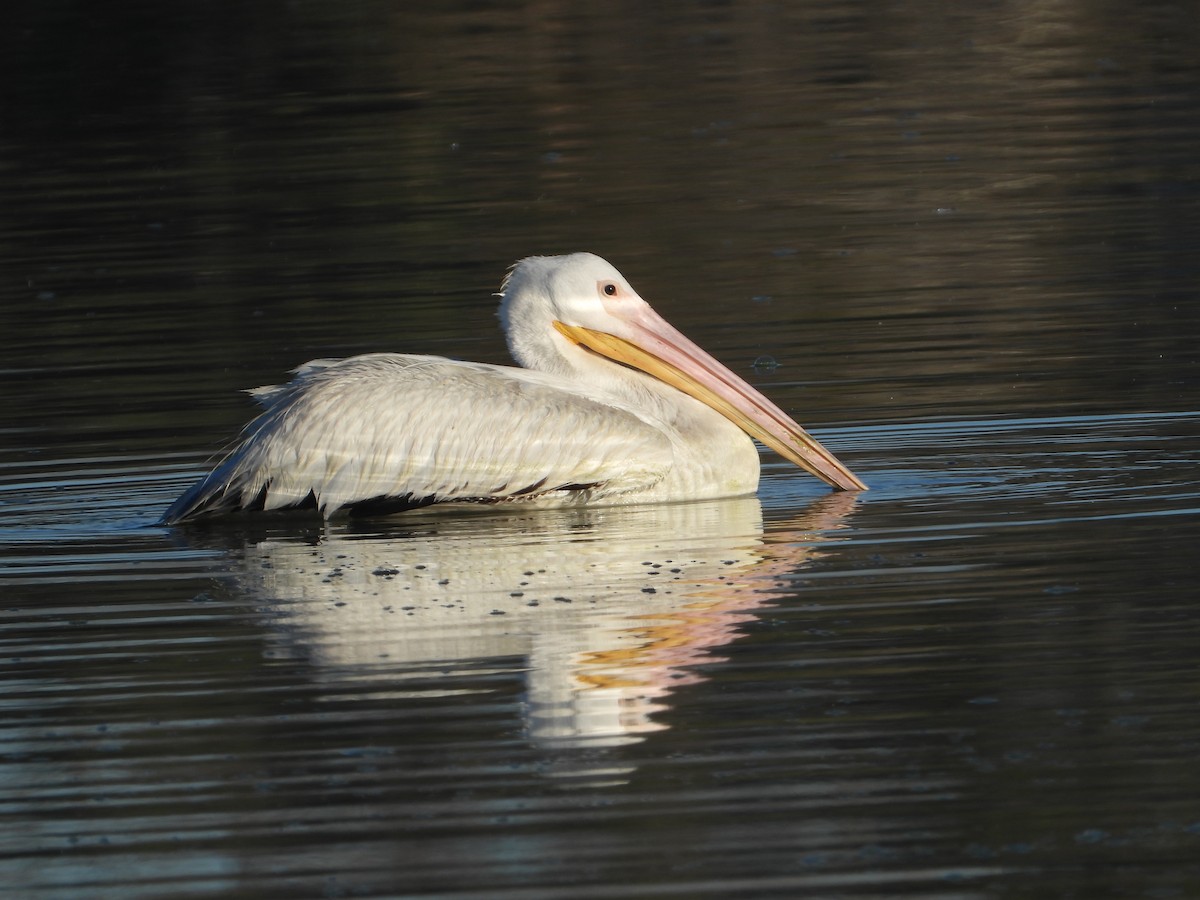 pelikán severoamerický - ML614414405