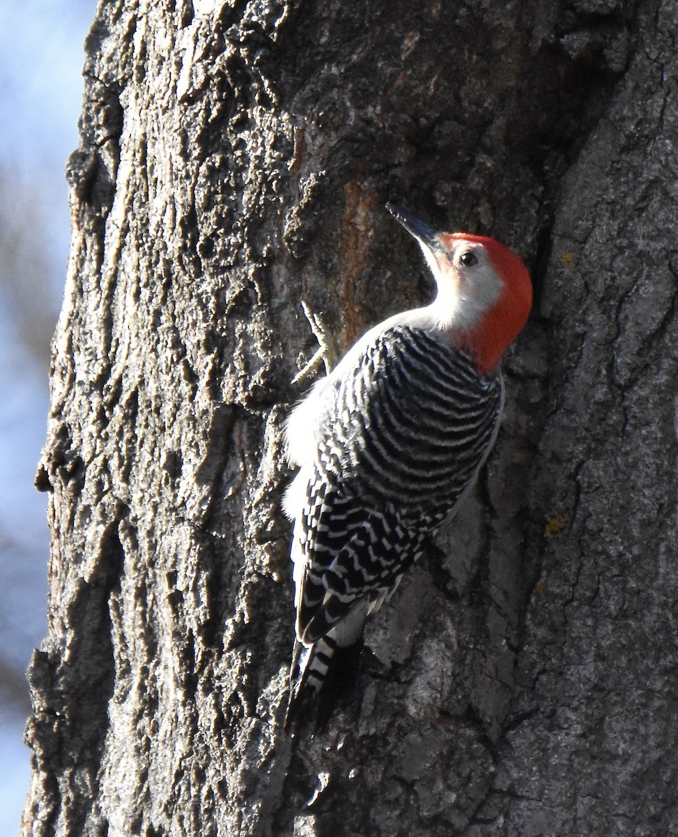 Red-bellied Woodpecker - ML614414467
