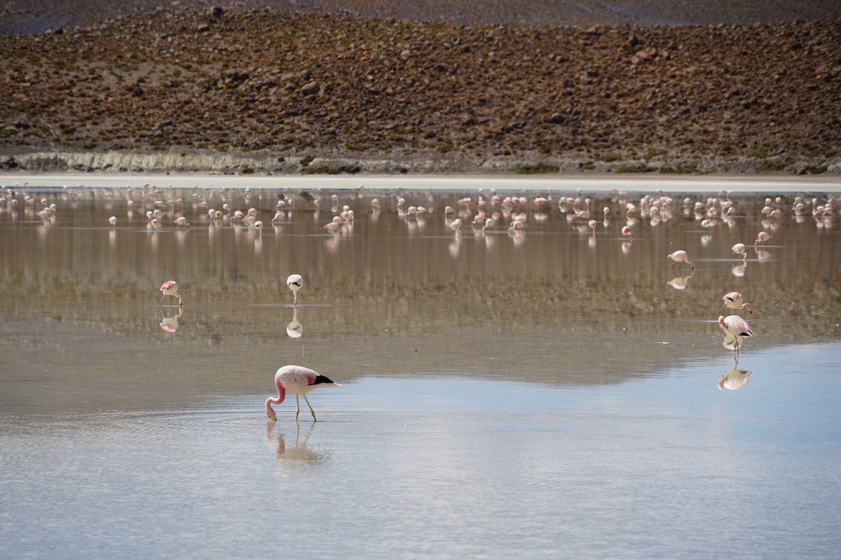 Andean Flamingo - ML614414635