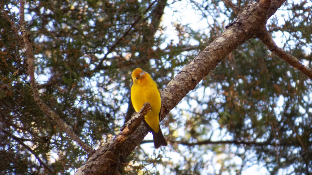 Western Tanager - Aquiles Brinco