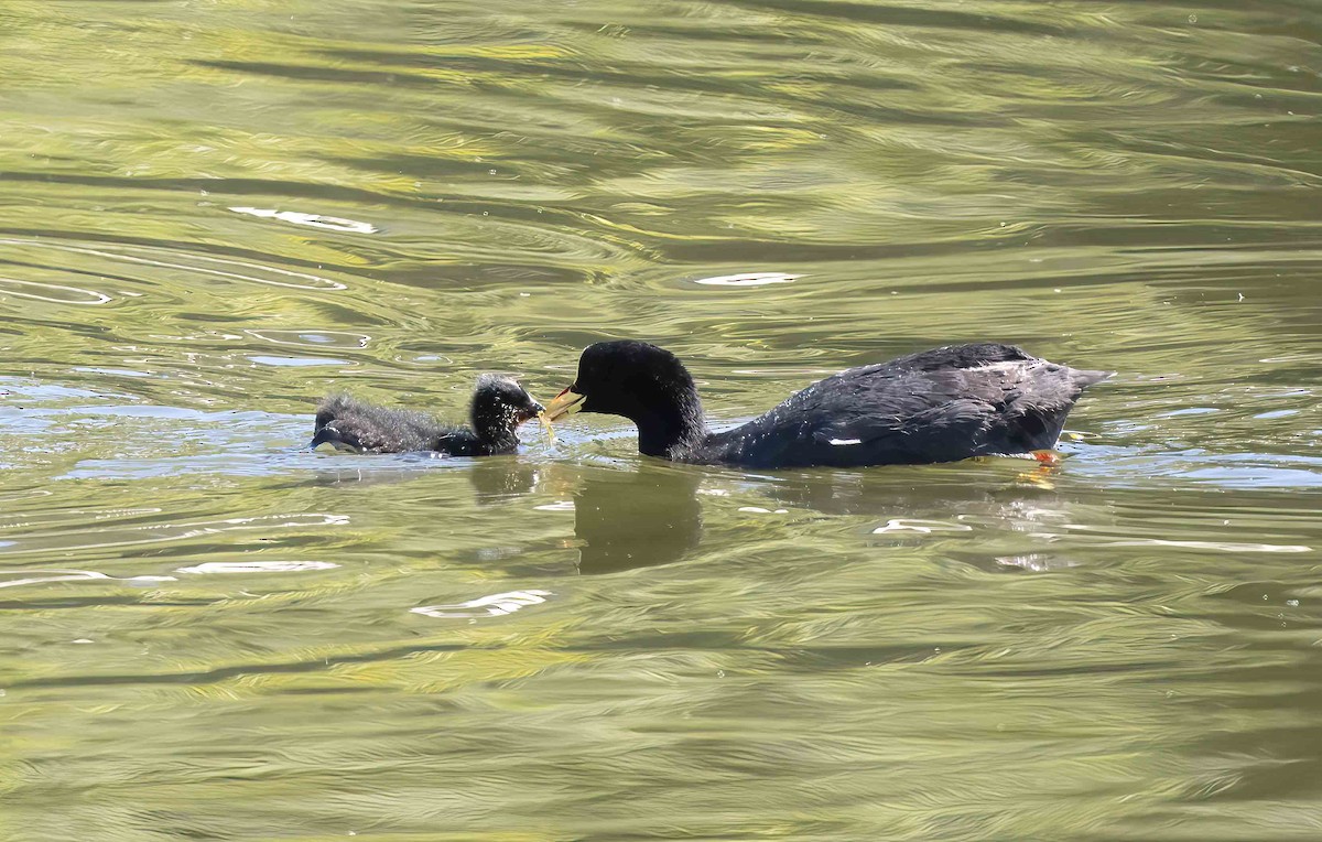 Red-fronted Coot - ML614414767