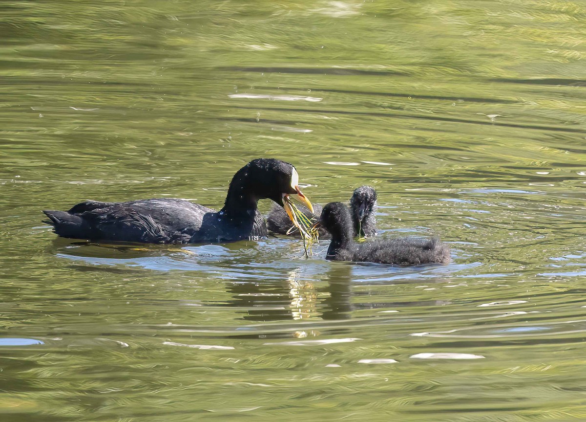 Red-fronted Coot - ML614414865