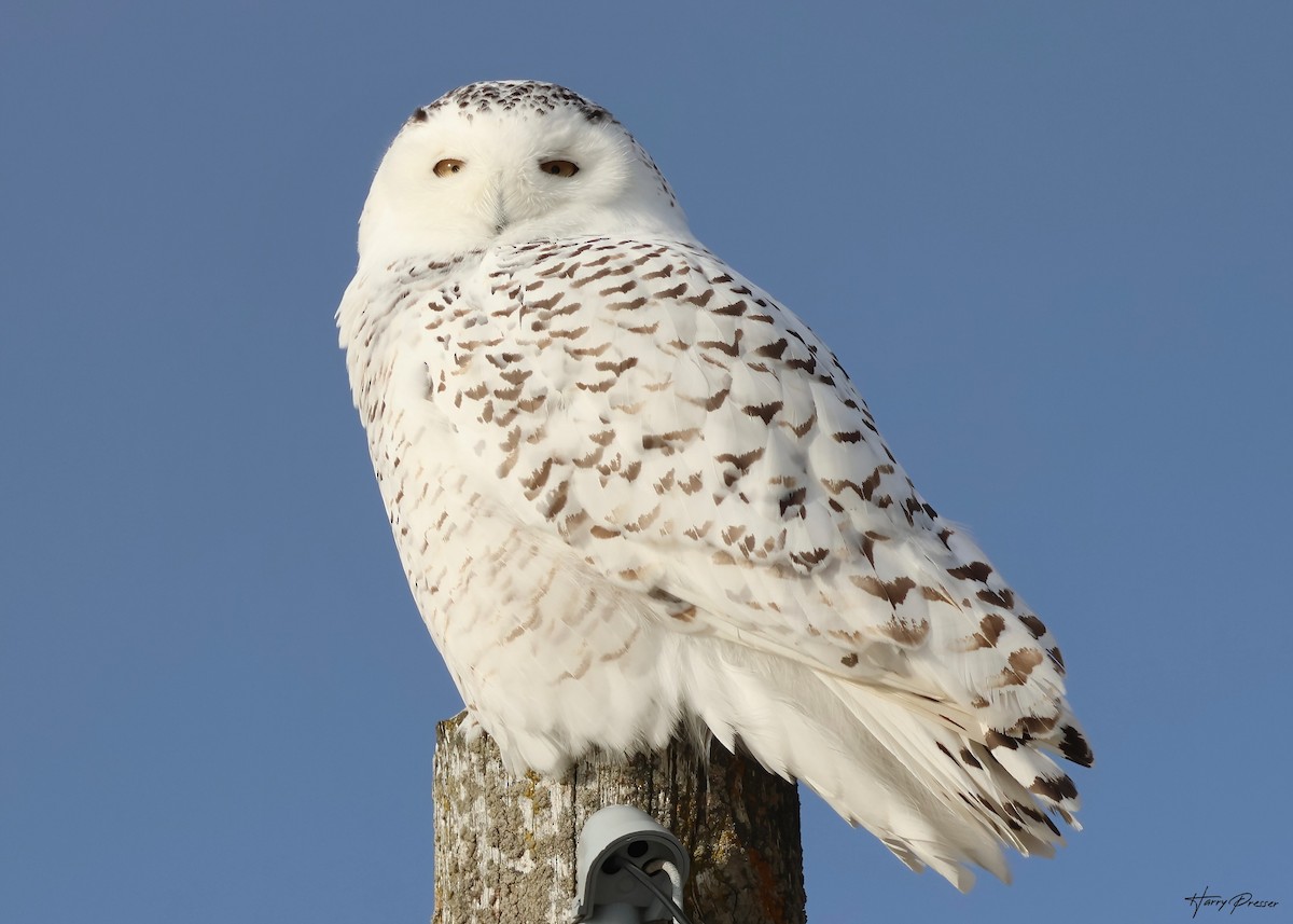 EBird Checklist 4 Feb 2024 Minesing Wetlands Strongville Rd 3   1200