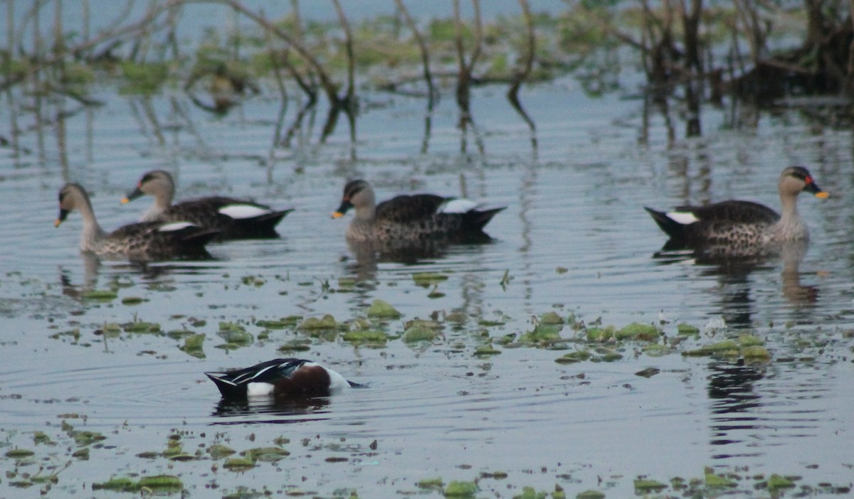 Indian Spot-billed Duck - ML614415259