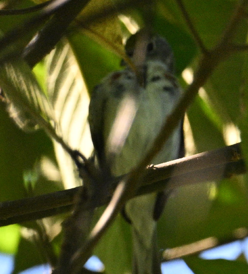 Chestnut-sided Warbler - Johnnier Arango 🇨🇴 theandeanbirder.com
