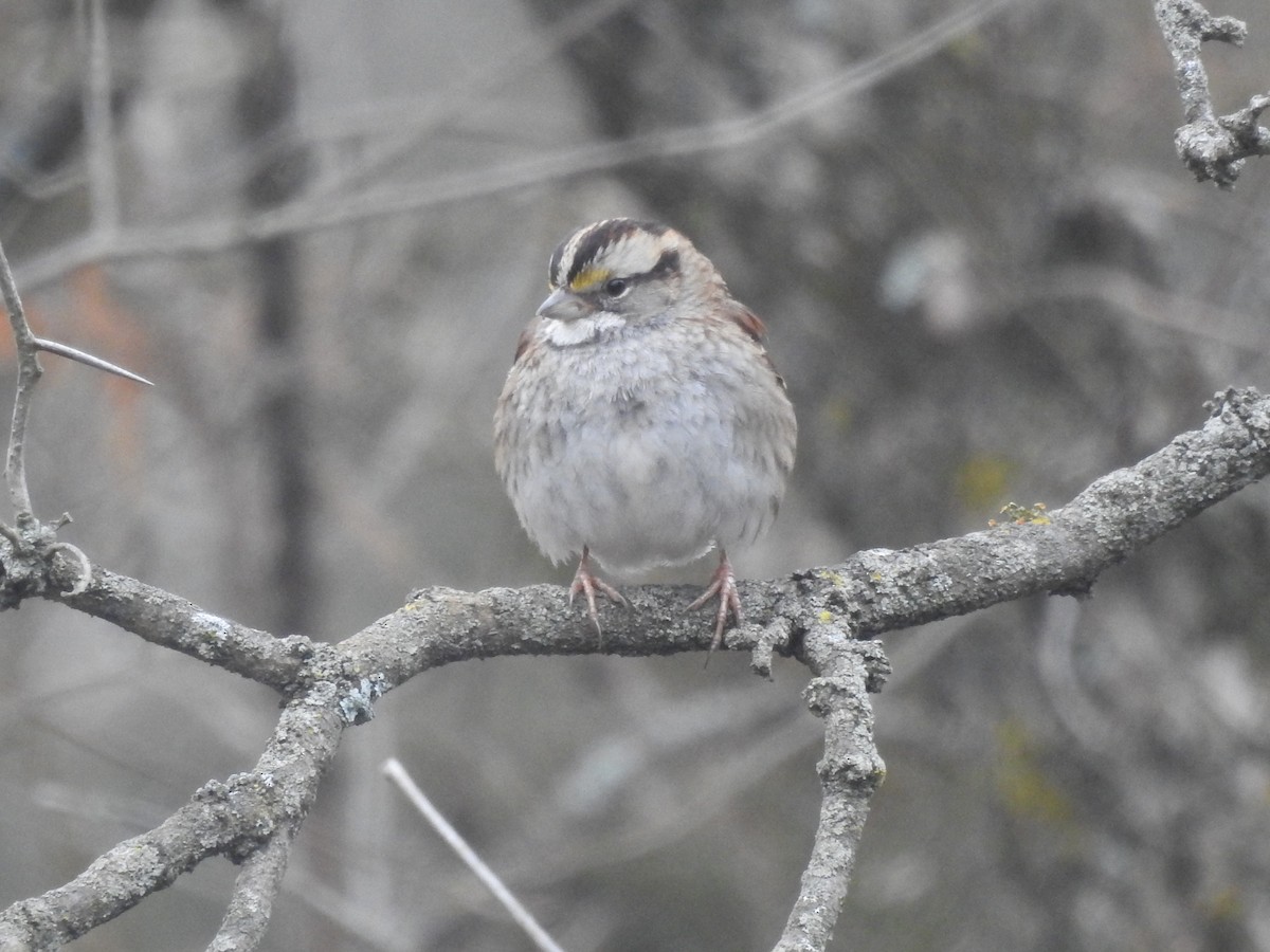White-throated Sparrow - ML614415567