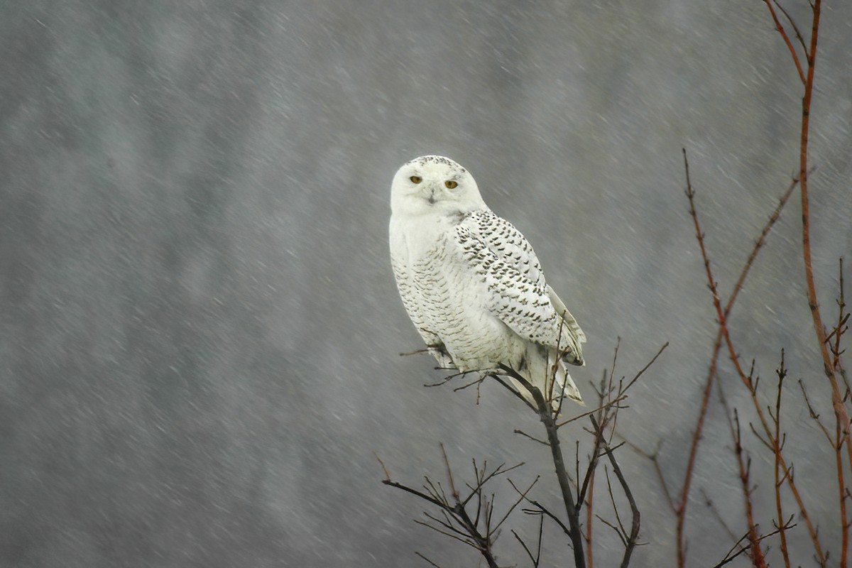 Snowy Owl - ML614415608