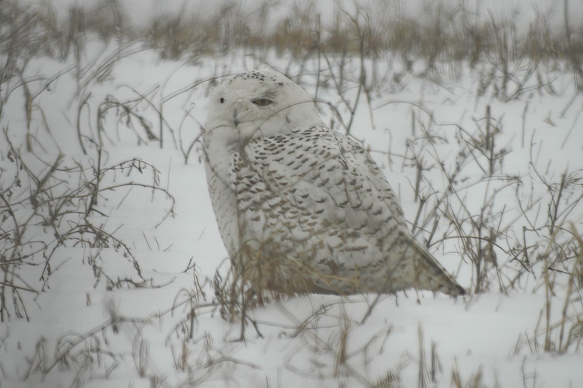 Snowy Owl - ML614415609
