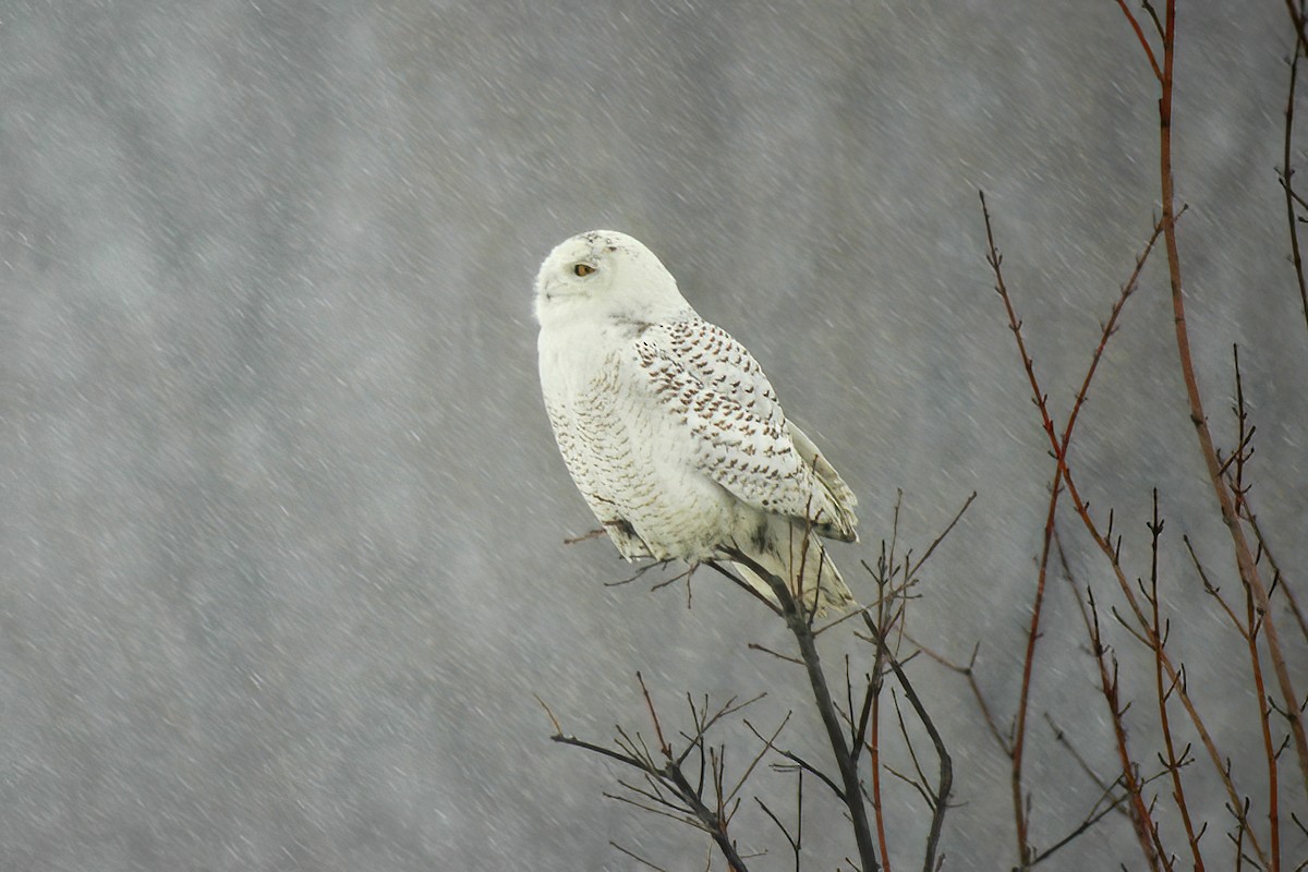 Snowy Owl - ML614415611