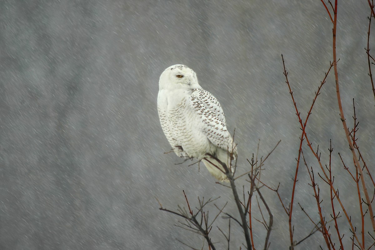 Snowy Owl - ML614415612