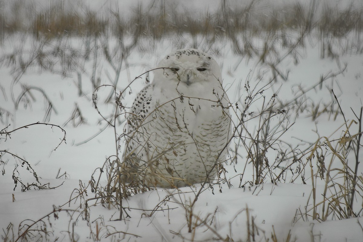 Snowy Owl - ML614415613