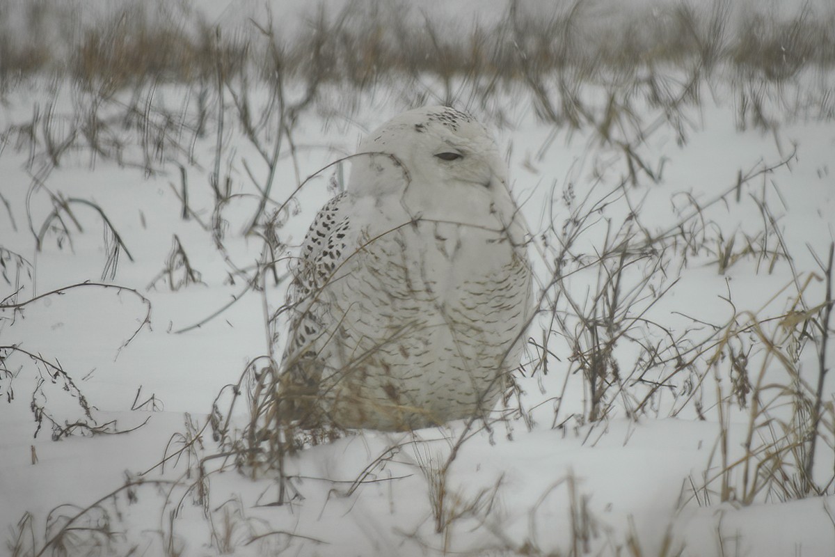 Snowy Owl - ML614415614