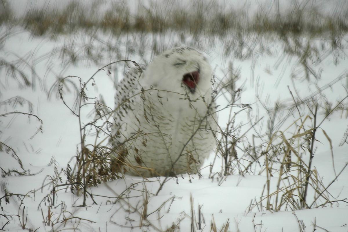 Snowy Owl - ML614415615
