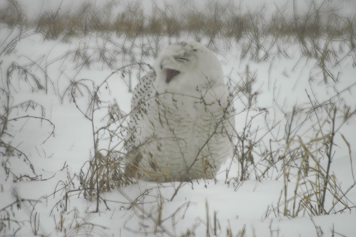 Snowy Owl - ML614415616