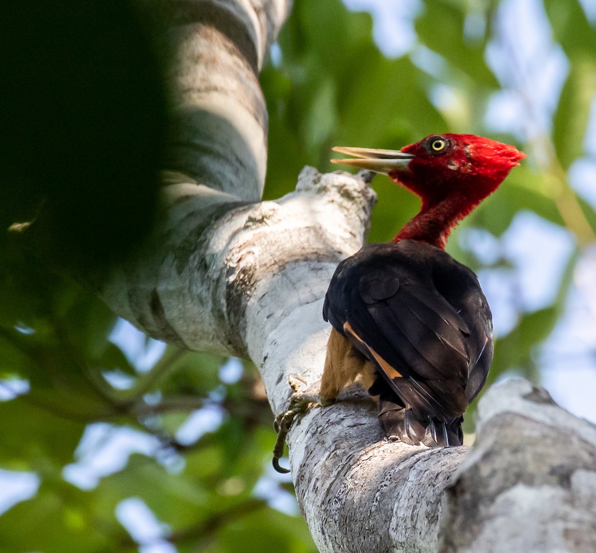 Red-necked Woodpecker - ML614415664