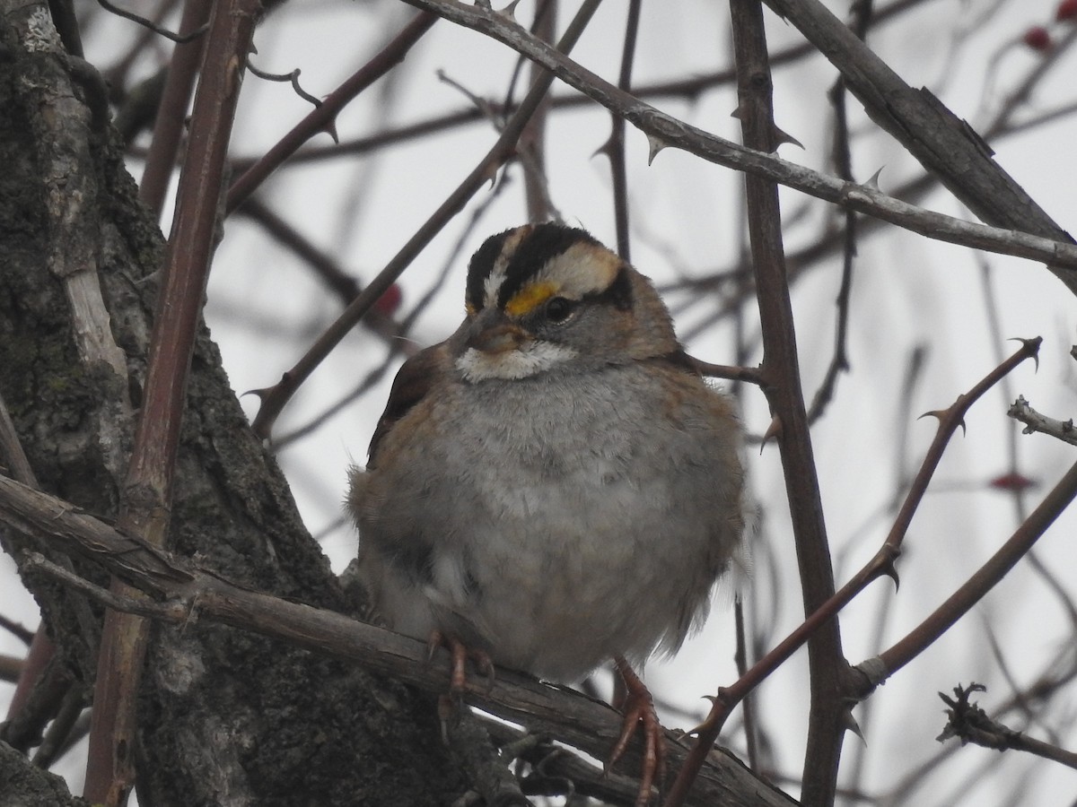 White-throated Sparrow - ML614415680