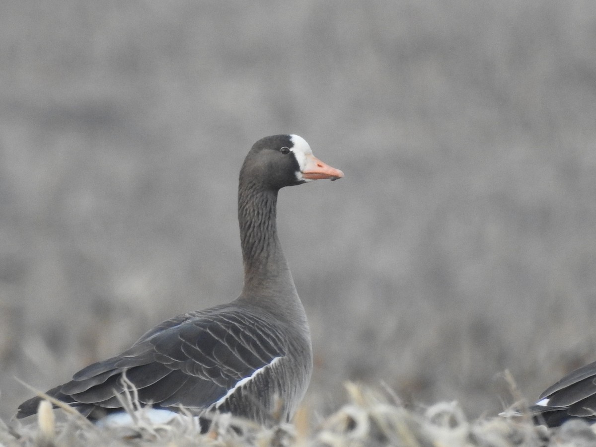 Greater White-fronted Goose - ML614415789