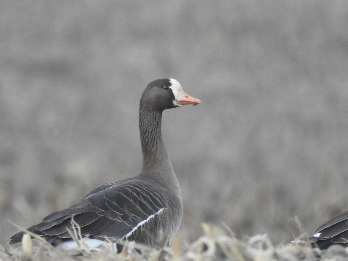 eBird Checklist 3 Feb 2024 20142048 King Rd, Allerton USIA 40.