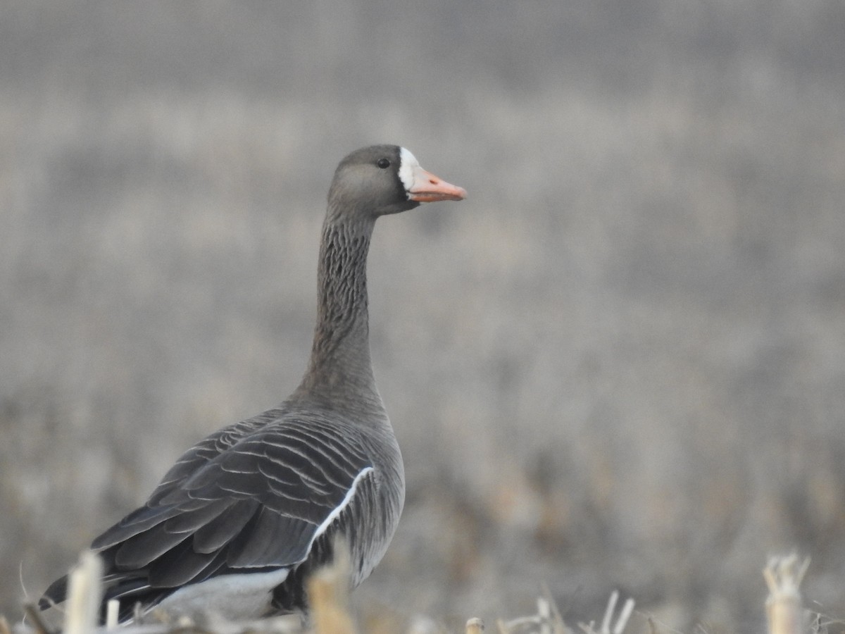 Greater White-fronted Goose - ML614415790
