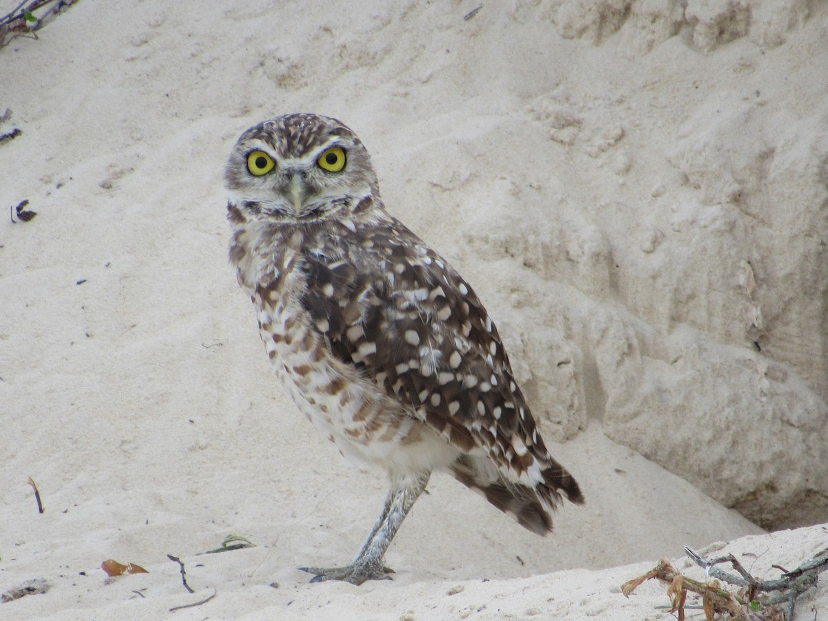 Burrowing Owl - Ricardo Lau