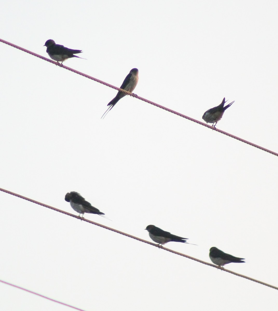 Wire-tailed Swallow - ML614415877