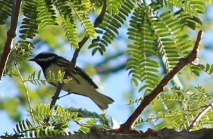 Black-throated Gray Warbler - ML614415878