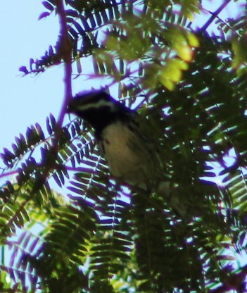 Black-throated Gray Warbler - juventino chavez