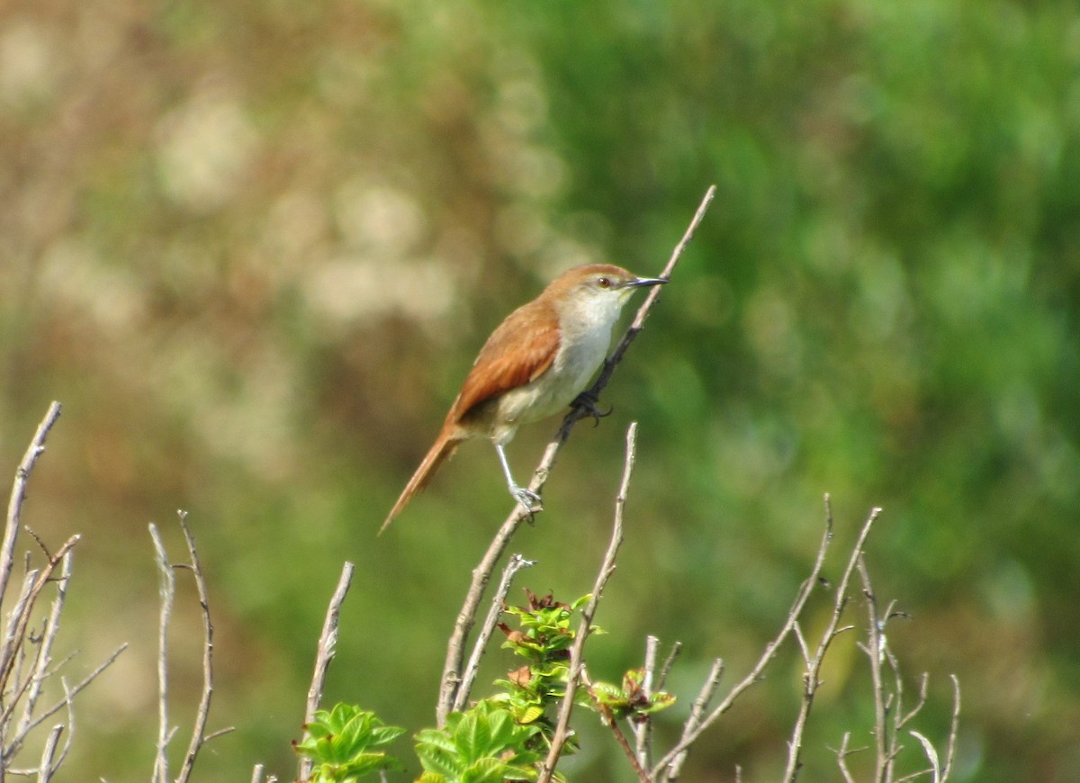 Yellow-chinned Spinetail - ML614416019